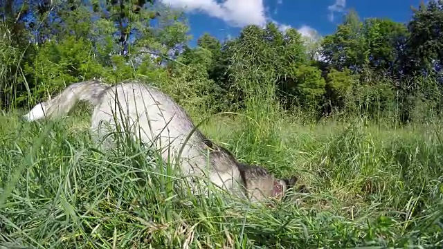 自然环境中的西伯利亚哈士奇。视频素材