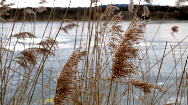 冰湖上芦苇发黄视频素材