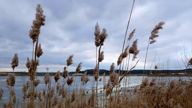 冰湖上芦苇发黄视频素材