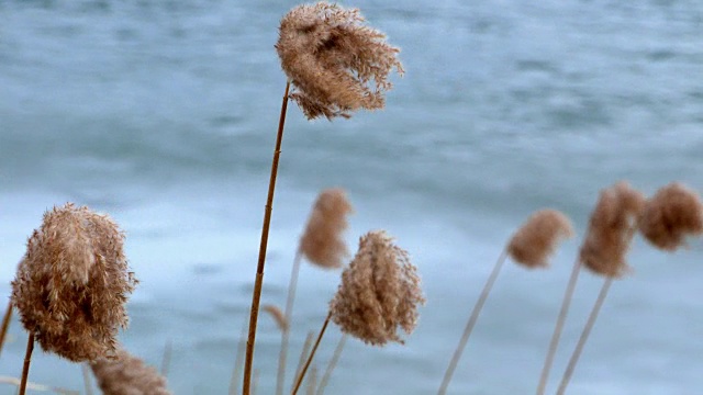 冰湖上芦苇发黄视频素材