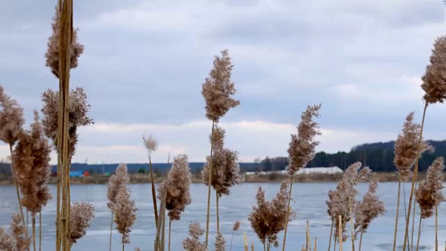 冰湖上芦苇发黄视频素材