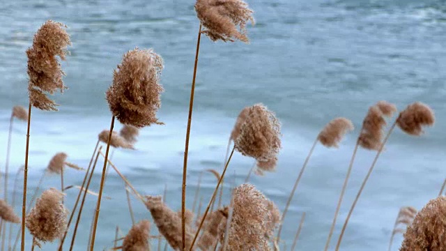 冰湖上芦苇发黄视频素材