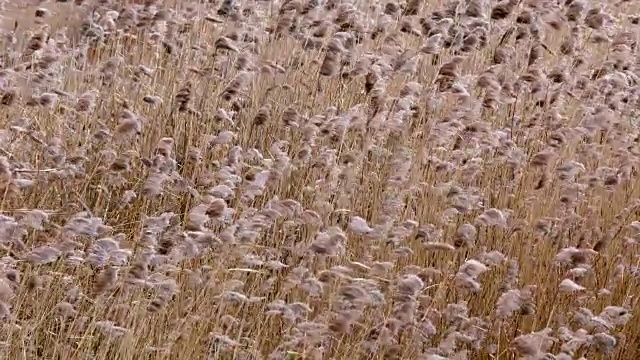 冰湖上芦苇发黄视频素材