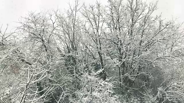 落在树上的雪视频素材