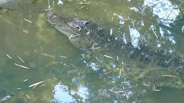 在沼泽池塘休息的短吻鳄视频素材