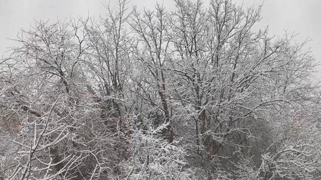 落在树上的雪视频素材