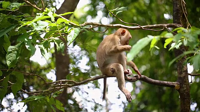 猴子生活在泰国普吉岛的一片天然森林里。视频素材