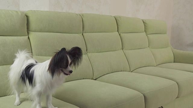 幼犬品种蝴蝶大陆玩具西班牙猎犬狗抓住大球和播放库存录像视频素材