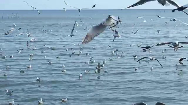 一群海鸥在海上的天空上飞翔视频素材