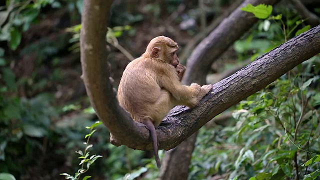 猴子生活在泰国普吉岛的一片天然森林里。视频素材