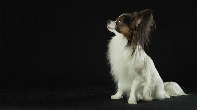 美丽的年轻雄性狗大陆玩具猎犬蝴蝶犬环顾在黑色背景慢动作库存录像视频素材