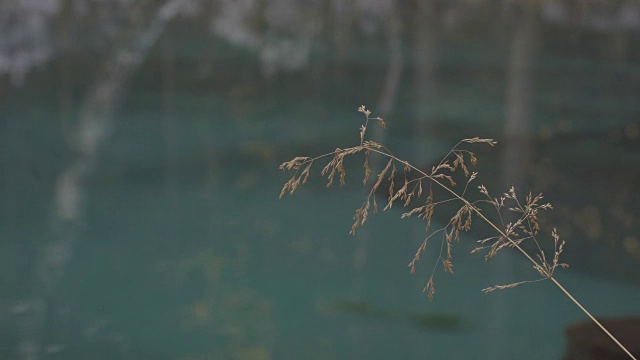 特写的草叶和碧蓝的湖水倒影在树木的背景下视频下载