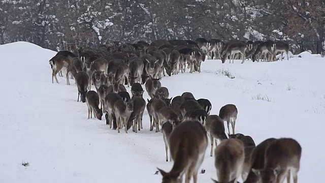 鹿在冬天进食视频下载