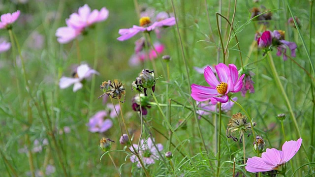 粉红色的宇宙花和蜜蜂视频素材