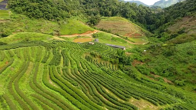 山上茶园梯田鸟瞰图。视频素材