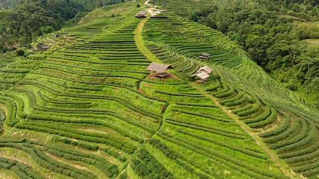 山上茶园梯田鸟瞰图。视频素材