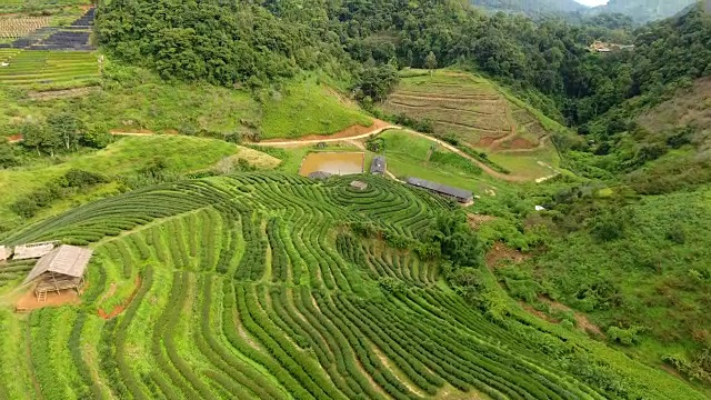 山上茶园梯田鸟瞰图。视频素材