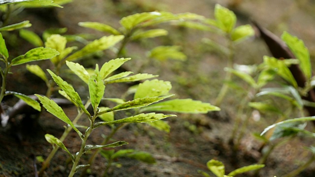 特写蕨类植物视频素材