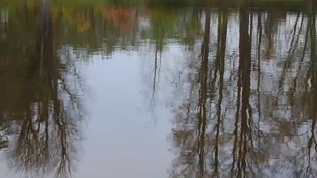 水面上树木的倒影。没有摄像头的运动。视频素材