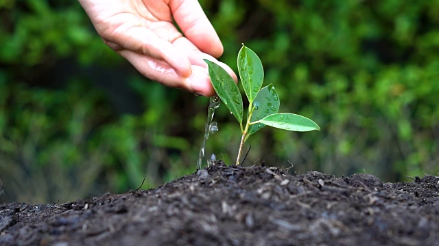 慢动作拍摄手给植物浇水视频素材