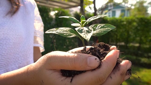 在慢镜头中，女人抱着植物树发芽。视频素材