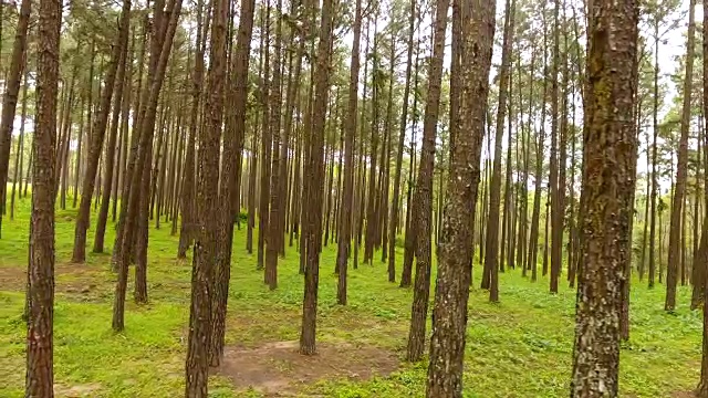 盘山松树林自然风光。视频素材