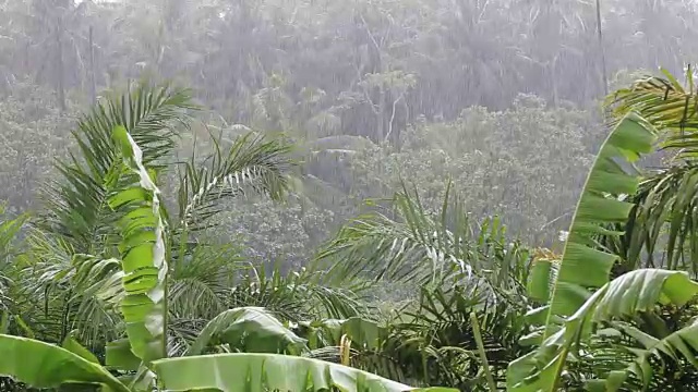 热带的风和雨落在泰国绿色的棕榈树叶上视频素材