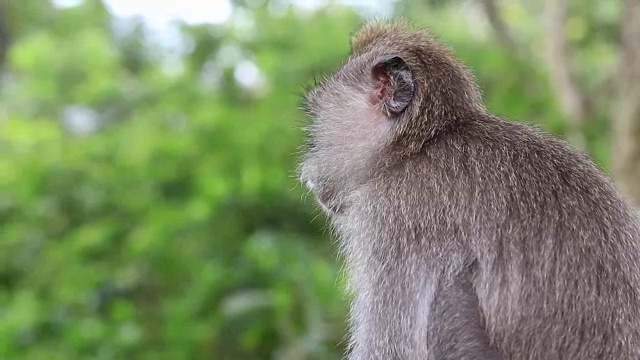 印度尼西亚巴厘岛乌布神圣猴林中的猴子一家视频素材