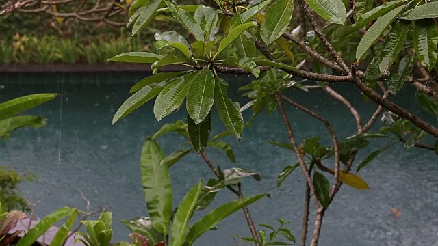 在印度尼西亚，夏日的雨水落在带有热带树木的游泳池上视频素材