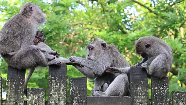 印度尼西亚巴厘岛乌布神圣猴林中的猴子一家视频素材