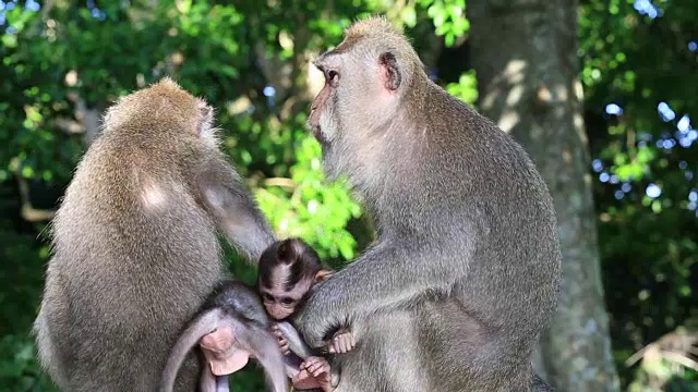 印度尼西亚巴厘岛乌布神圣猴林中的猴子一家视频素材