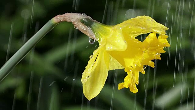 水仙花在春雨中侧影视频下载