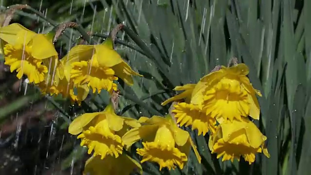 水仙花在春雨中视频素材