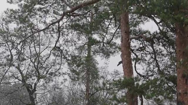 松林里的雪视频素材