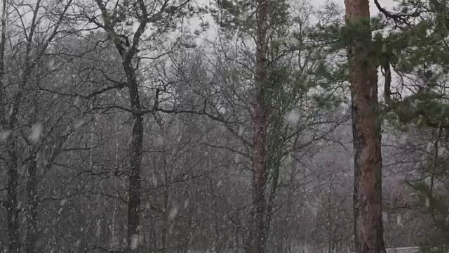 雪在松林，倾斜下来视频素材