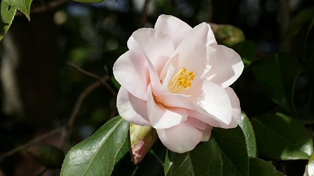 山茶花朵特写镜头视频素材