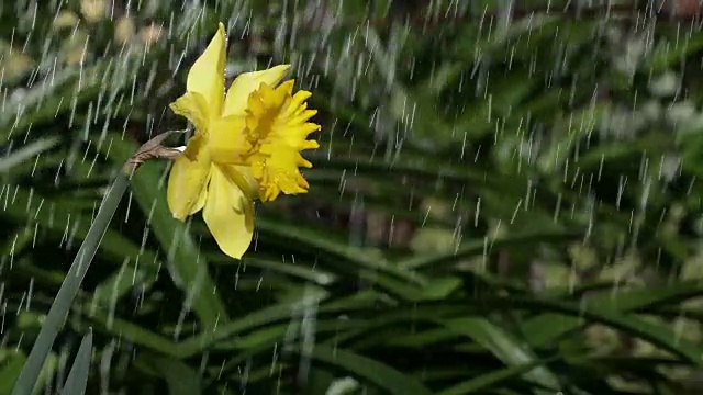 水仙花在春雨中视频素材