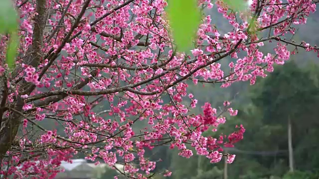 樱花视频素材