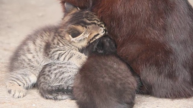 小猫们在吸猫妈妈的奶视频素材