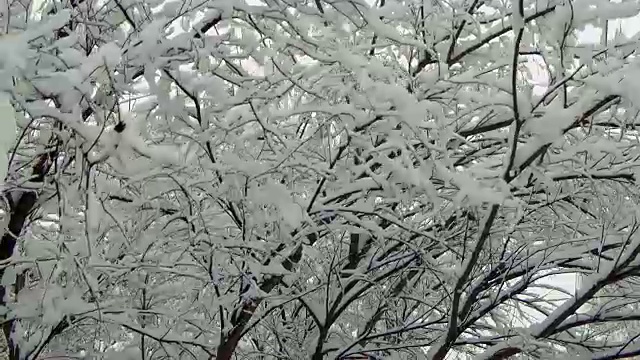 冬天，森林里下着大雪视频素材