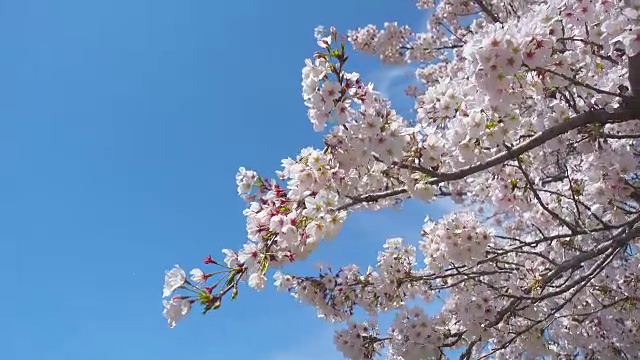 春天白色樱花与蓝天背景视频素材