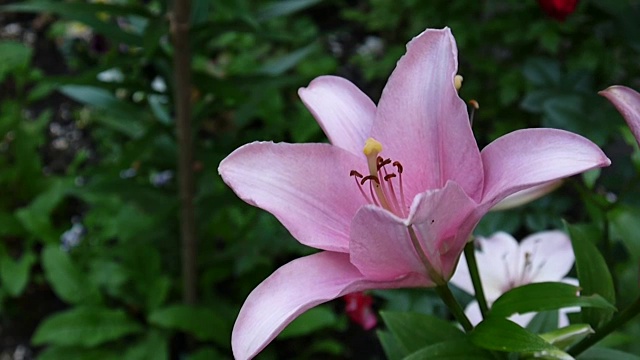 粉色植物黄百合细节特写高清镜头-草本虎百合花视频视频素材