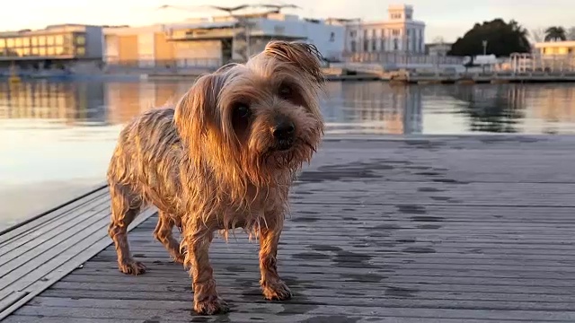 狗浑身湿透，浑身发抖。浮出水面，看着镜头视频下载