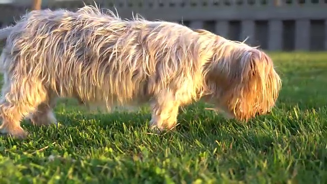 约克郡犬走路缓慢，好奇地嗅着视频下载