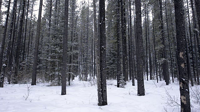 常青树的森林里下着大雪视频素材