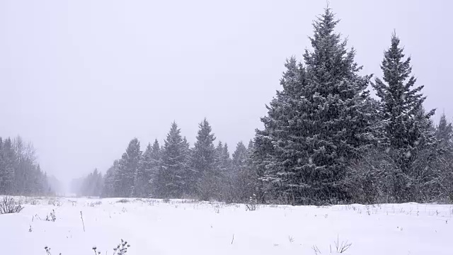 常青树的森林里下着大雪视频素材