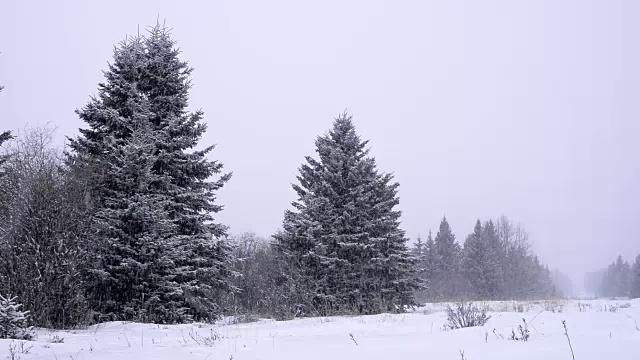 常青树的森林里下着大雪视频素材