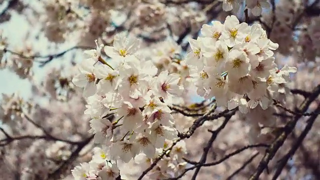 一束束的樱花。视频素材