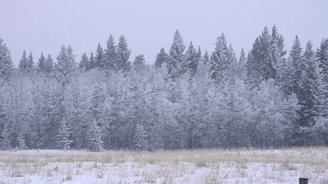 一场暴风雪中森林和田野的边缘视频素材