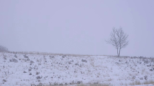 暴风雪中雪地里的一棵孤独的树视频下载